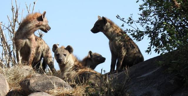 kenya safari experts