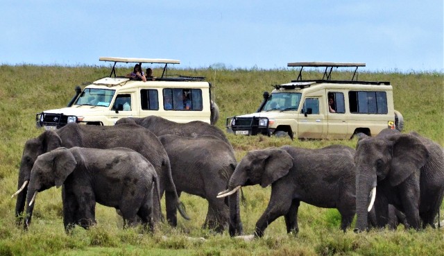 kenya safari experts