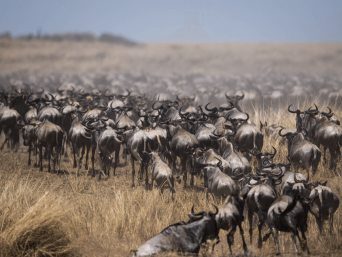 kenya migration safari