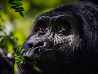 Bwindi Gorilla Trekking