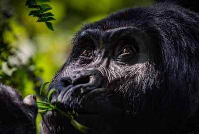 Bwindi Gorilla Trekking