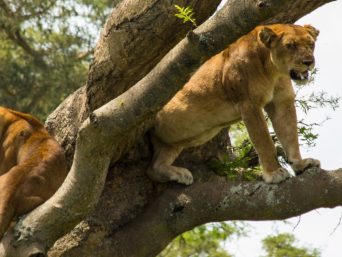 Queen Elizabeth National Park