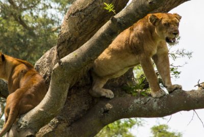 Queen Elizabeth National Park