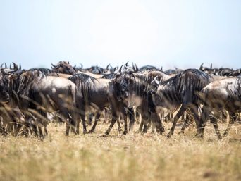 Masai Mara and Serengeti Migration Safari