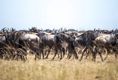 Masai Mara and Serengeti Migration Safari