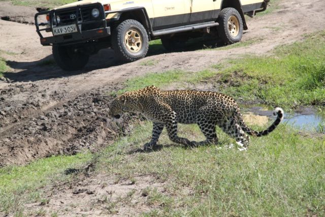 kenya safari experts