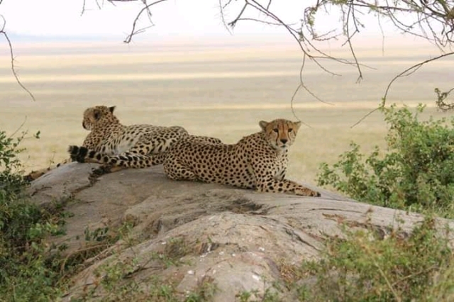 masai mara and serengeti tour