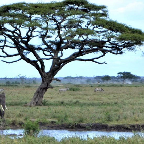 tanzania-classic-safari