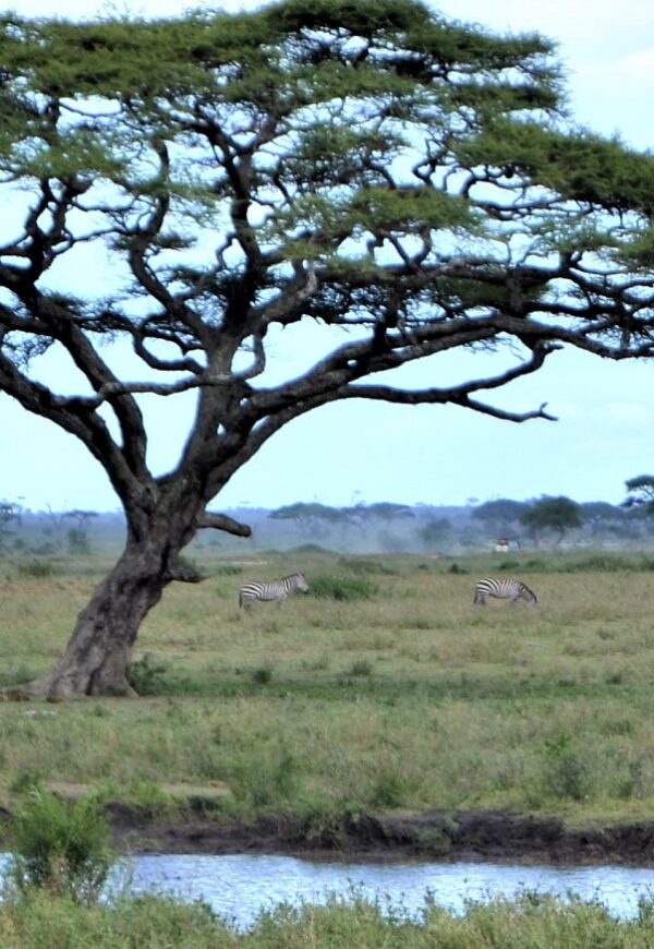tanzania-classic-safari