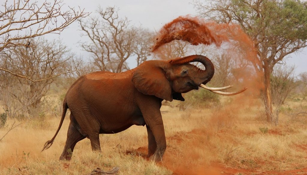 Tsavo_West_National_Park