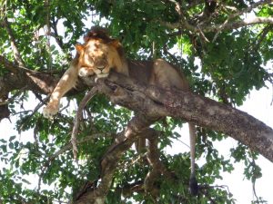 Lake Manyara Tree Climbing Lion