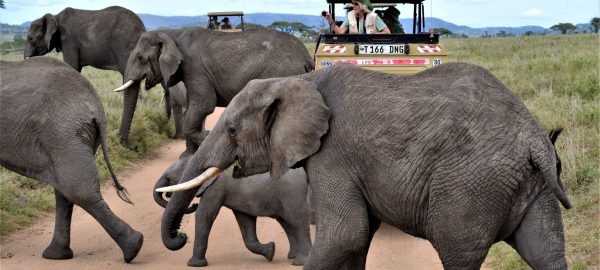 Serengeti Game Drive