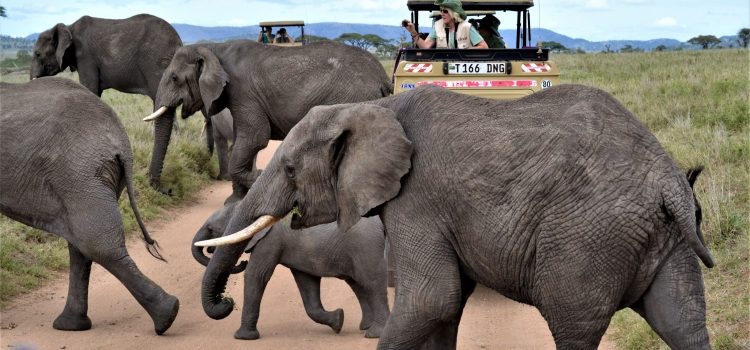 Serengeti Game Drive