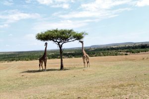 Masai Mara Giraffes