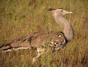 Kori Bustard Amboseli