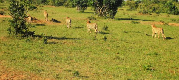 Masai Mara Cheetahs