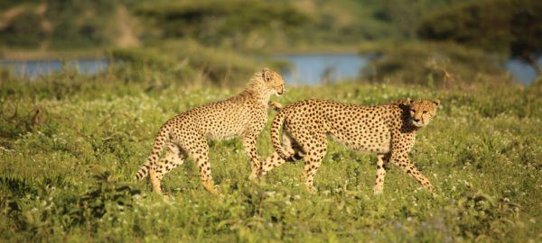 serengeti game drive