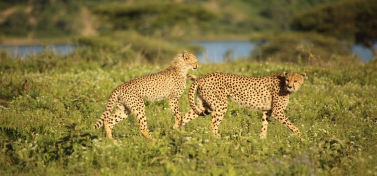 serengeti game drive