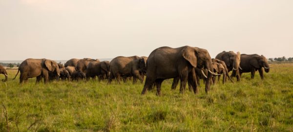 Elephants in Masai Mara