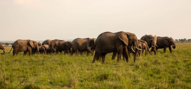 Elephants in Masai Mara