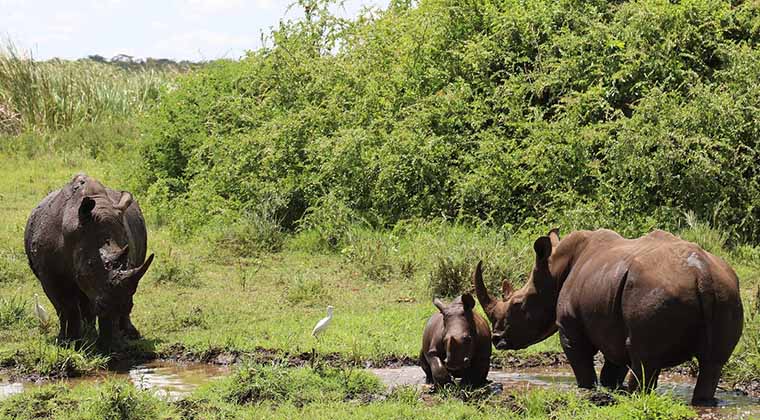 Black Rhinos at Meru National Park