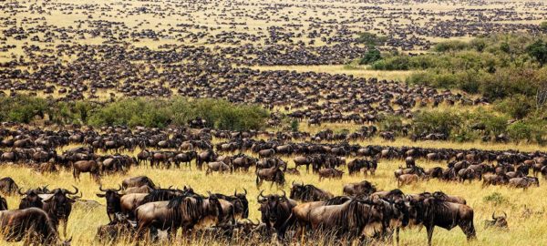 wildebeest migration in serengeti