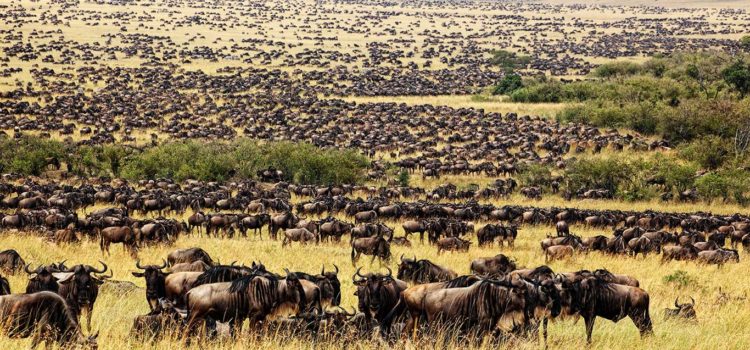 wildebeest migration in serengeti