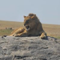 Lion in Serengeti