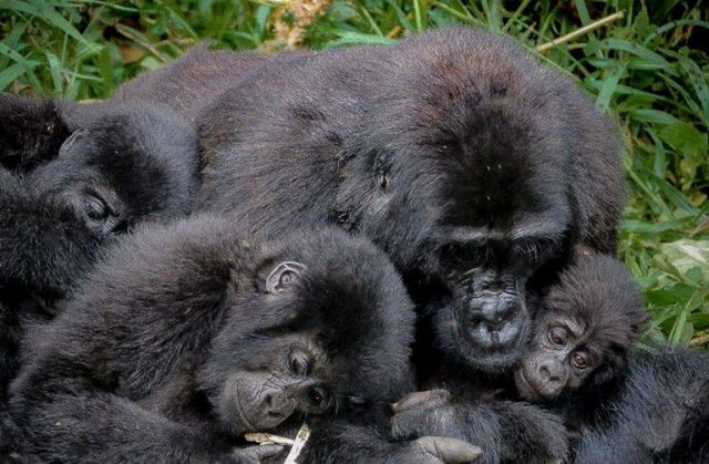 Bwindi Gorilla Trekking Safari