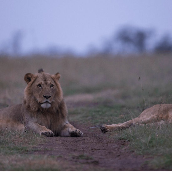 Kenya Standard Safari