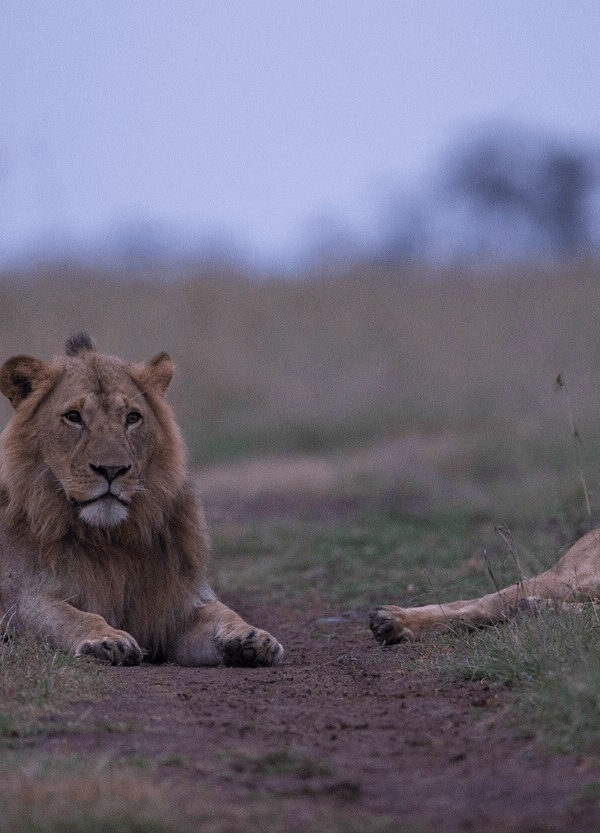 Kenya Standard Safari