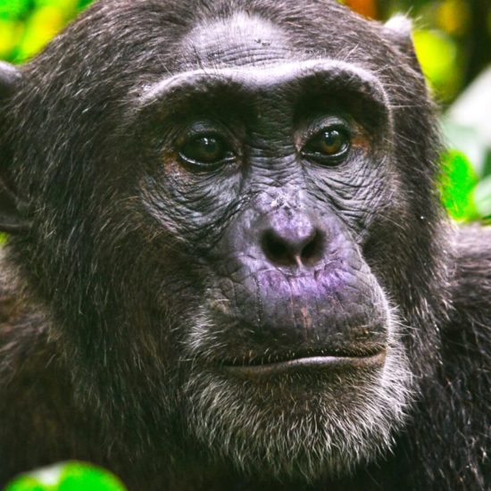 Kibale National Park