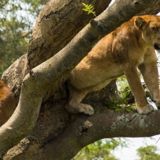 Queen-Elizabeth-National-Park