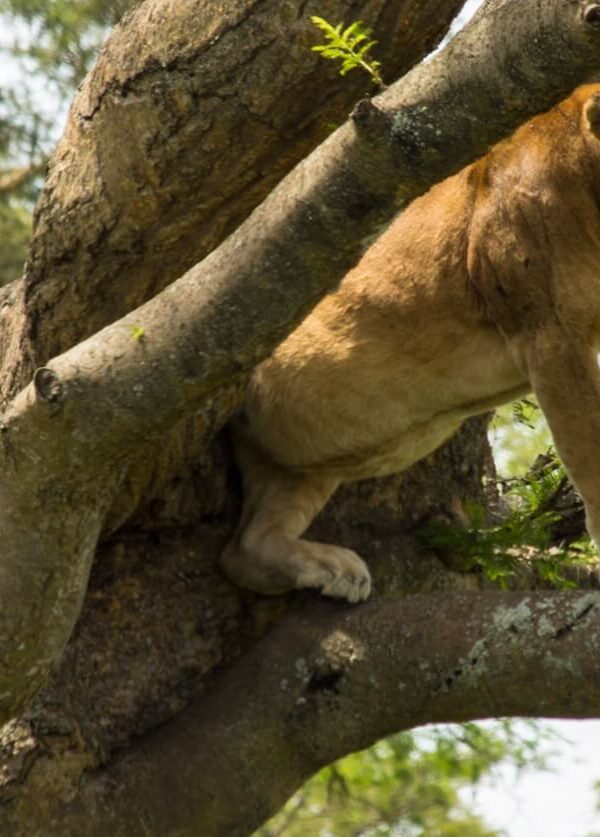 Queen-Elizabeth-National-Park