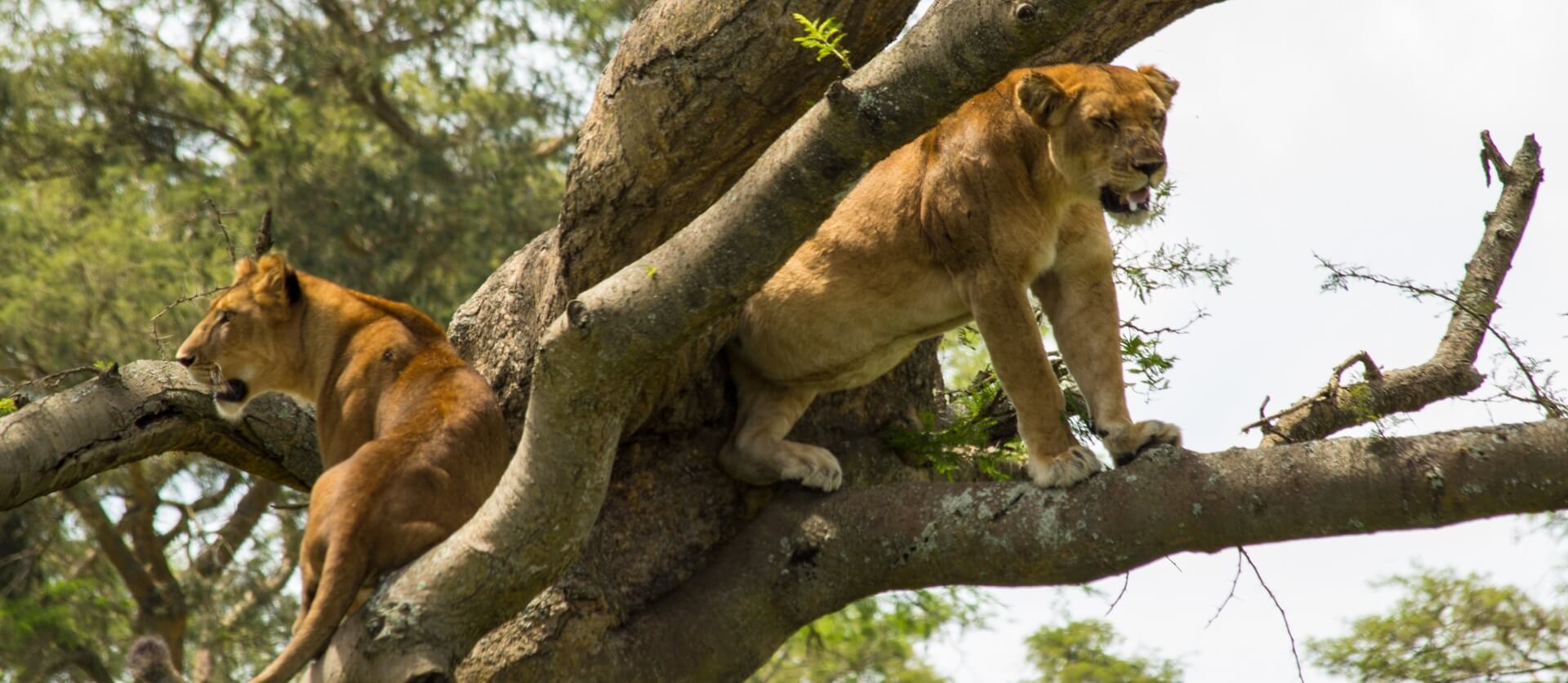 Queen-Elizabeth-National-Park