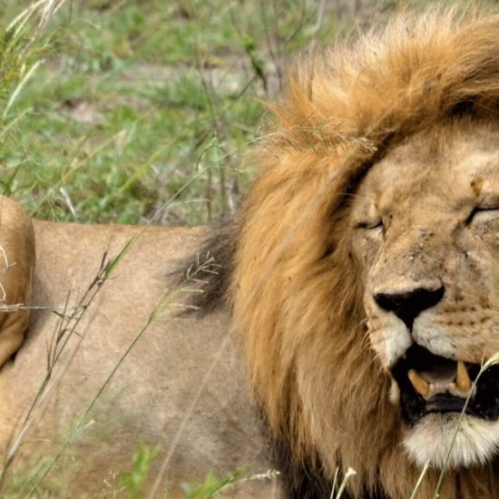 Serengeti