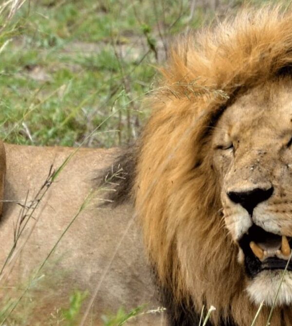 Serengeti