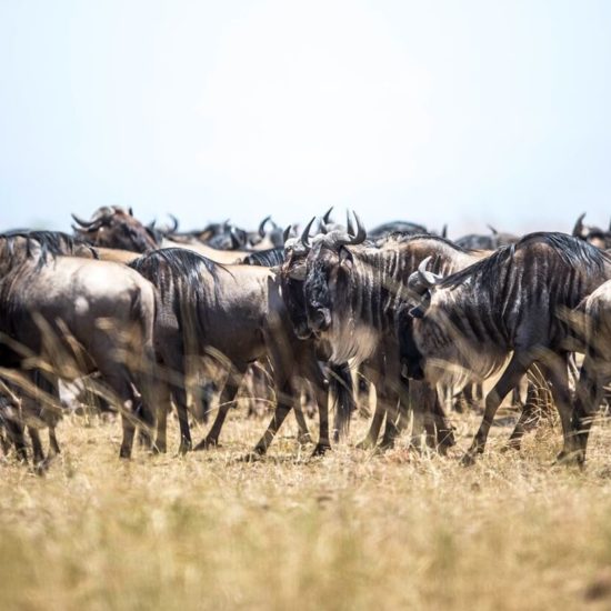 masai-mara-and-serengeti-migration-safari