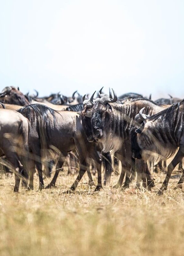 masai-mara-and-serengeti-migration-safari