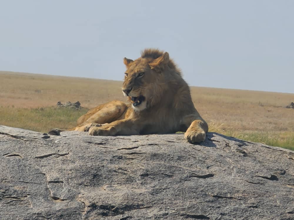 lion resting on a kopje in serengeti