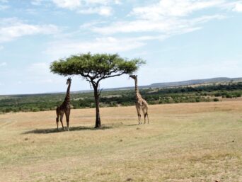 Kenya Tanzania Safari Giraffe Photo