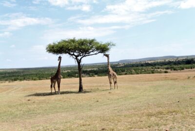 Kenya Tanzania Safari Giraffe Photo