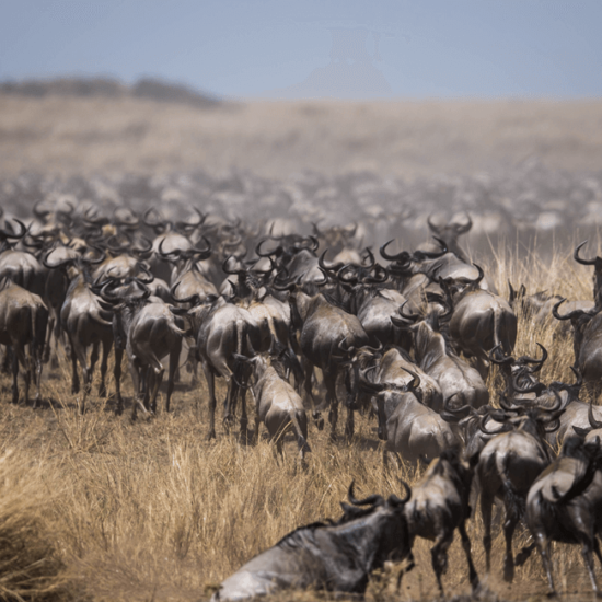 Masai Mara