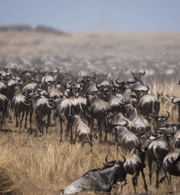 Masai Mara